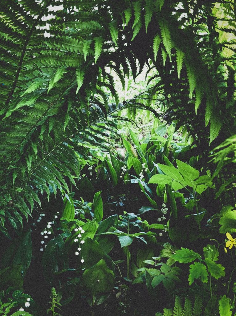 Photo Reggae and lo-fi fusion