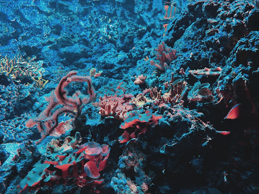 Photo "Behind the Scenes of Coral Roots"