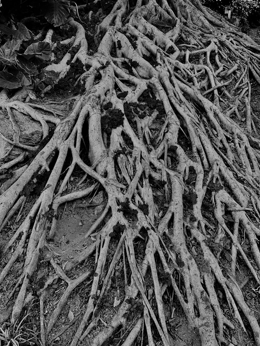 Photo "Coral Roots: track-by-track breakdown"