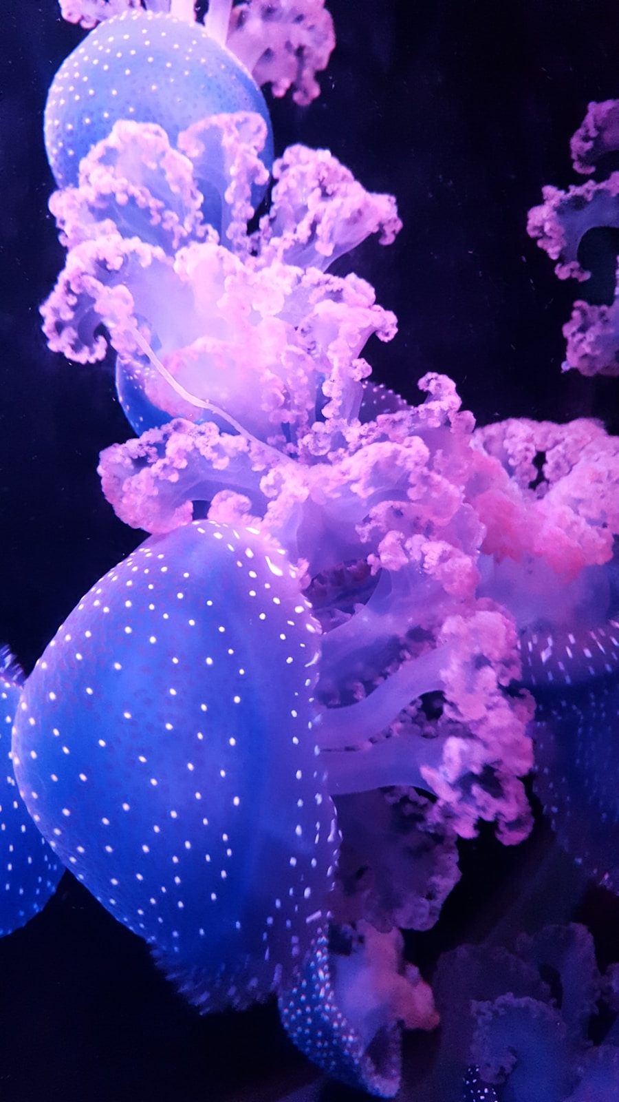 Photo "using indigo and coral in digital design"
