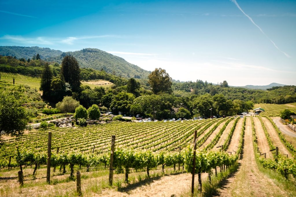 Photo Vineyard landscape