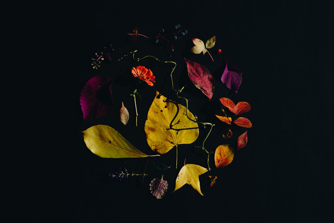 Photo Album artwork
