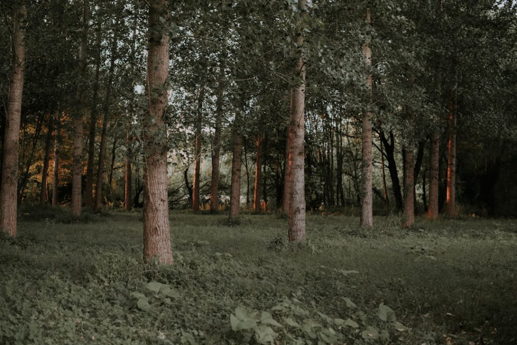 Photo Virtual forest