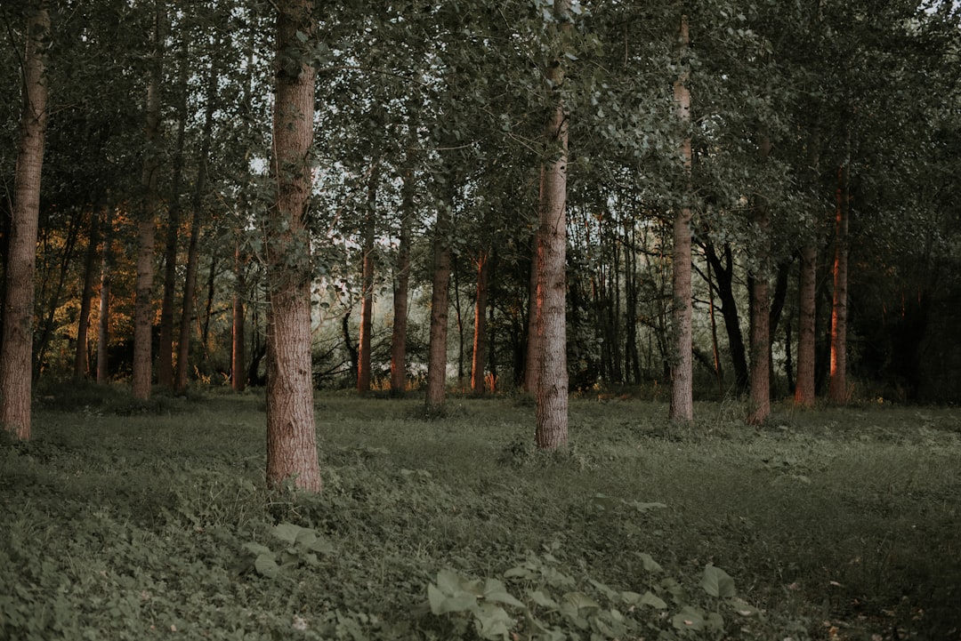 Photo Virtual forest