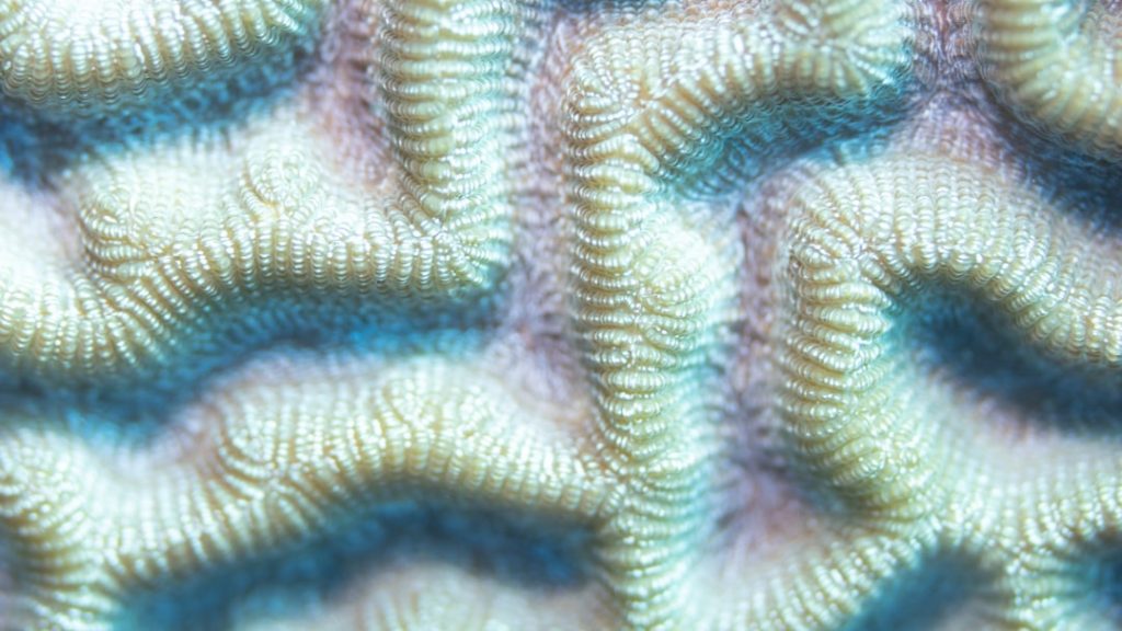 Photo Coral Roots visual design