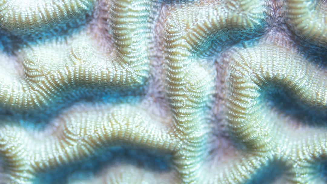 Photo Coral Roots visual design